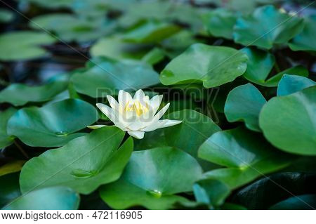 Lotus Flower , White Flowers, Water Lilies, Water Background .aquatic Flowering Plant.tropical Parts