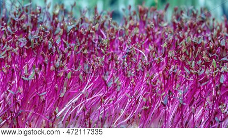 The Microgreen In Plastic Trays.microgreens Sprouts - Healthy And Fresh Food.sprouting Microgreens O