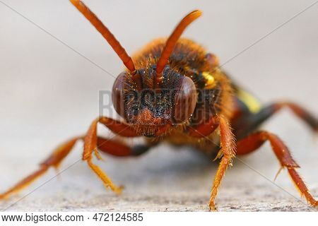 Detailed Facial Closeup Of A Colorful Lathbury's Nomad Bee, Nomada Lathburiana A Nest Parasite Of Th