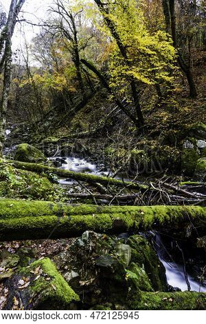 Uk Woods In Autumn Or Fall With Dropped Leaves And River, Portrait.
