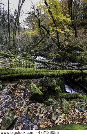 Uk Woods In Autumn Or Fall With Dropped Leaves And River, Wide Angle.