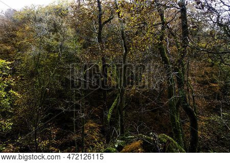 Uk Trees In Woods In Autumn Or Fall With Dropped Leaves.