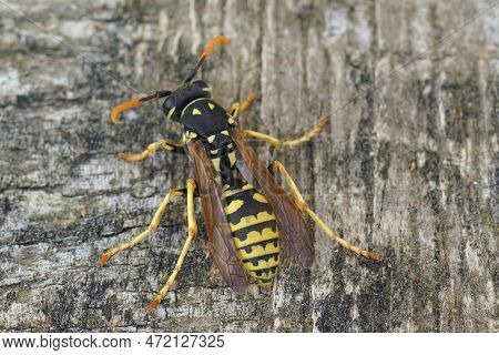 Detailed Closeup On A Yellow And Black European Paper Wasp, Polistes Dominula