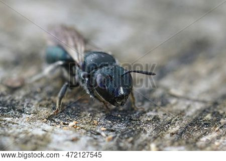 Detailed Closeup On A Small Black Carpenter Bee, Ceratina Species With A Typical White Striped Nose