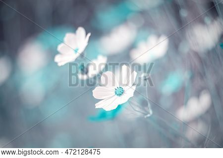 Garden Cosmos. Flowers. Mexican Aster. Blooming Flowers. Floral Compositions. Summer Gardens With Fl