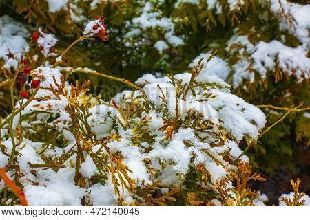 Close-up Of The Branches Of The Conifer Thujopsis Dolabrata. The Evergreen Tuevik Is Covered With Sn