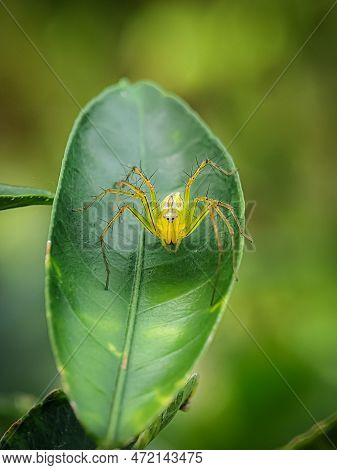 Oxyopes Salticus On A Green Leaf Oxyopes Salticus Its Habitat Tends To Be Grasses And Leafy Vegetati