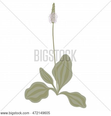 Hoary Plantain, Vector Drawing Wild Plant At White Background, Floral Elements, Hand Drawn Botanical