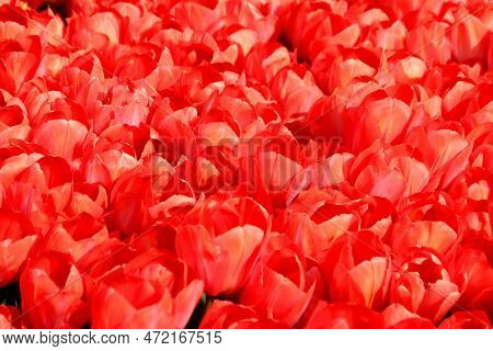 Million Of Bright Red Tulips Close Up At Goztepe Park During The Tulip Festival In Istanbul, Turkey