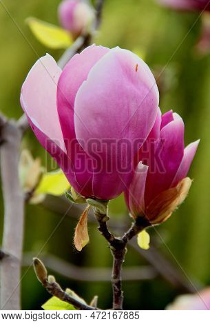 Beautiful Pink Magnolia Close Up In Spring At Goztepe Park In Istanbul, Turkey