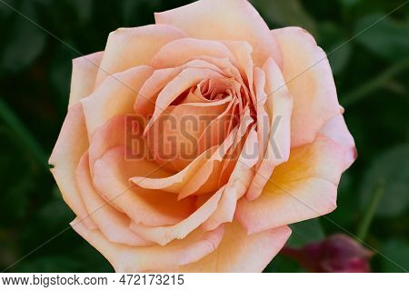 The Flower Of The Barock Climbing Rose Is Pale Apricot Yellow To Pink With Dark Green Leaves.