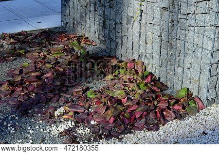 Bergenia Rotblum Is A Deep Pink Flowering Bergenia Variety With Almost Round Leaves. They Are Dark O