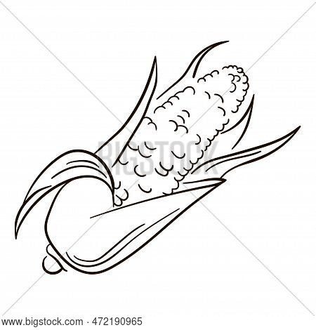 Vector Line Icon Of Corn. Corn Line Drawing. Flat Illustration Of Corn Vector Icon Isolated On White