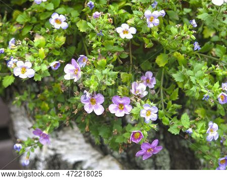Ornamental Plant Bakopa (sutera Diffusus, Bacopa Diffusus) Blooms With Small Multicolored Flowers On