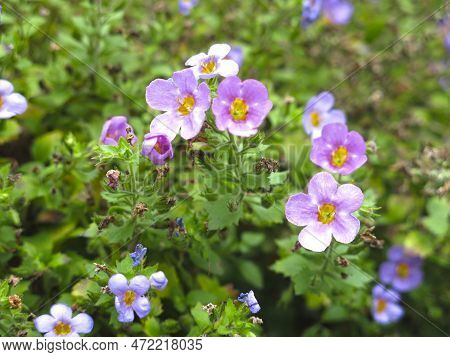 Ornamental Plant Bakopa (sutera Diffusus, Bacopa Diffusus) Blooms With Small Multicolored Flowers On