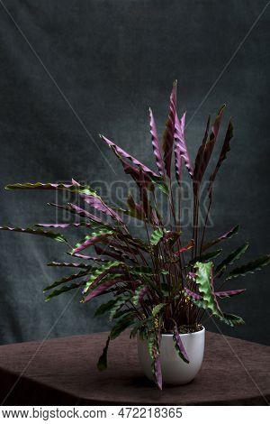 Bush Room Calathea Rufibarba In A Pot