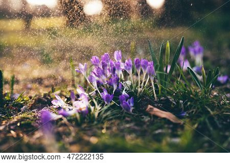 Early Wild Cocuses In March Under Sunset Rays In A Park. Nature Floral Background
