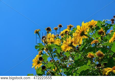 Yellow Colored Flowers With Leaves And Blue Colored Sky At Background. Used Selective Focus. This Fl