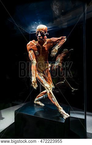 Moscow, Russia - May 05, 2021: Famous Anatomy Exhibition Body Worlds Where Plastinated Bodies Are Ex