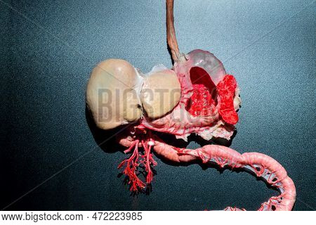 Moscow, Russia - May 05, 2021: Famous Anatomy Exhibition Body Worlds Where Plastinated Bodies Are Ex