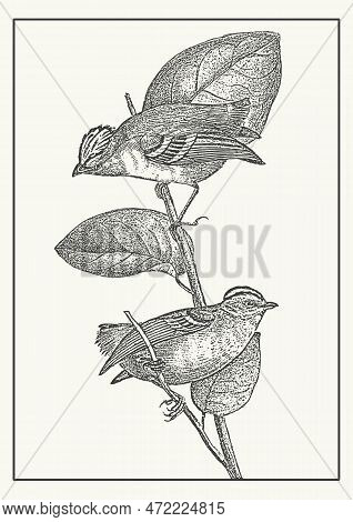 Golden-crowned Kinglet Birds On The Branch Sketch Illustration. Vintage Fauna Art. Hand Drawn Calypt