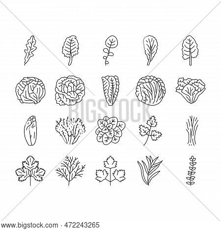 Salad Food Healthy Green Fresh Icons Set Vector. Vegetable Bowl, Meal Lunch, Dish Dinner, Lettuce To