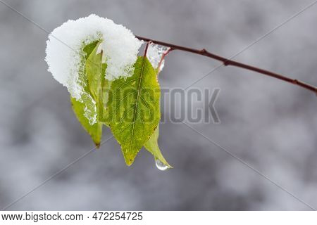 Autumn Yellow Leaves On Tree Branch Covered On The Snow. Winter Background, Winterized Leaves, Close
