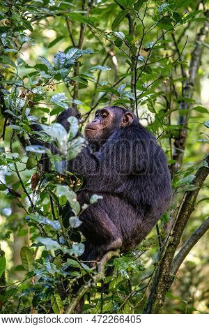 Adult Chimpanzee, Pan Troglodytes, Eats Fruit In The Tropical Rainforest Of Kibale National Park, We