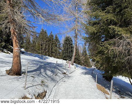 Excellently Arranged And Cleaned Winter Trails For Walking, Hiking, Sports And Recreation In The Are