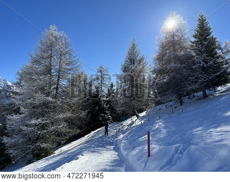 Excellently Arranged And Cleaned Winter Trails For Walking, Hiking, Sports And Recreation In The Are