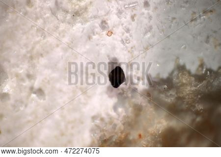Analysis Of Microplastic Waste Contaminated In Soils And Water. The Microscope Of Fragment Type Micr