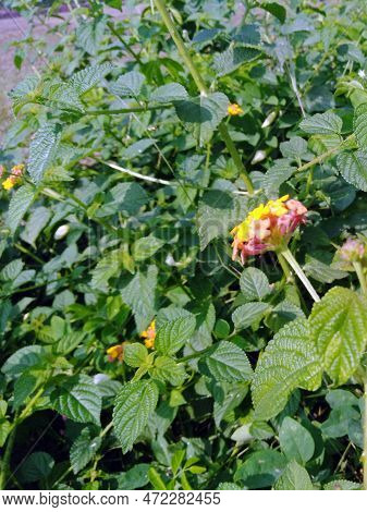 Lantana Camara Flower Plants. Lantana Green Bright Leaves. Asian Flower Plant, Lantana Flower Plant 