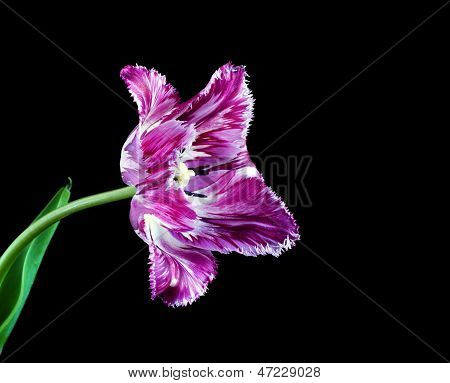 Fringed Tulip On A Black Background
