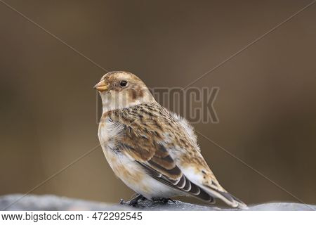Snow Bunting (plectrophenax Nivalis) In Winter In The Highlands Of Scotland, United Kingdom.