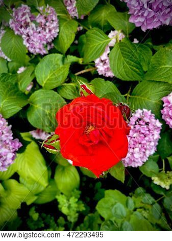 Close-up Of Red Rose With Blurred Bigleaf Hydrangea Flowers On Background