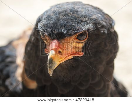 Mandlige Bateleur eagle