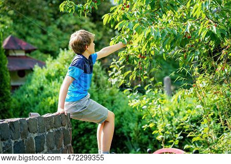 Happy Positive Preteen Boy Picking Cherry Berries From Tree In Domestic Garden. Children And Family 