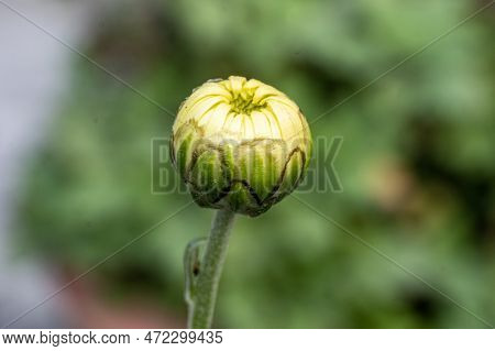 Merigold Flower Single Bud Standing Against Bllured Background.