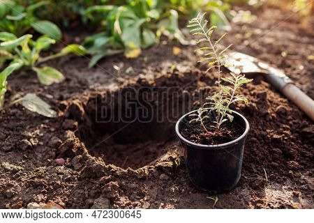 Planting Perovskia Into Soil. Gardener Puts Small Seedling In Hole Dug Out With Shovel In Fall Garde