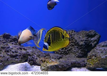 Bright Yellow Foxface Rabbitfish Siganus Vulpinus Swimming In Sea Water, Saltwater Aquarium, Oceanar