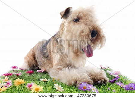 Lakeland Terrier
