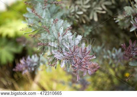Acacia Mimosa - Selective Focus On A Acacia Baileyana Rubra Growing In The Garden