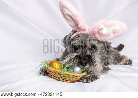 A Miniature Schnauzer Puppy In Pink Rabbit Ears Lying On A White Bed Next To A Basket With Painted E