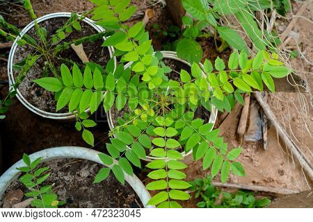 Phyllanthus Acidus Or Indonesian Cermai Plant, In The Phyllanthaceae Family.