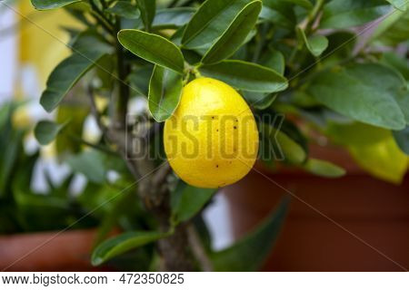 Limequat Floridana Citrus Lemon Tree In A Small Pot. This Is A Dwarf Citrus Tree That Produces Edibl