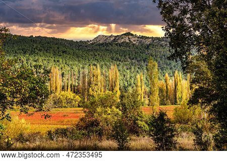 Autumnal Wicker Grown In The Natural Park Of The Serrania De Cuenca. Canamares. Castilla La Mancha. 
