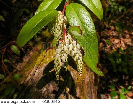 Highland Doghobble In The Great Smoky Mountains Of Tennessee