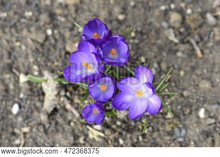 Dutch Crocus Grand Maitre Flowers In The Garden