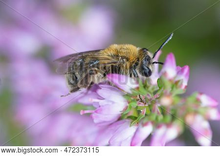 Soft And Colorful Closup On A Furry Female Of The Oligolectic Heather Mining Bee, Andrena Fuscipes O