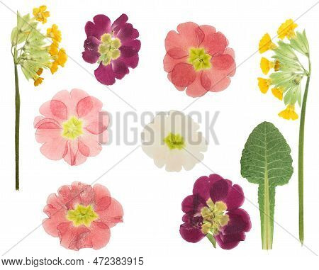 Pressed And Dried Maroon Primrose Flowers - Primula Polyanthus. Isolated On White Background. For Us